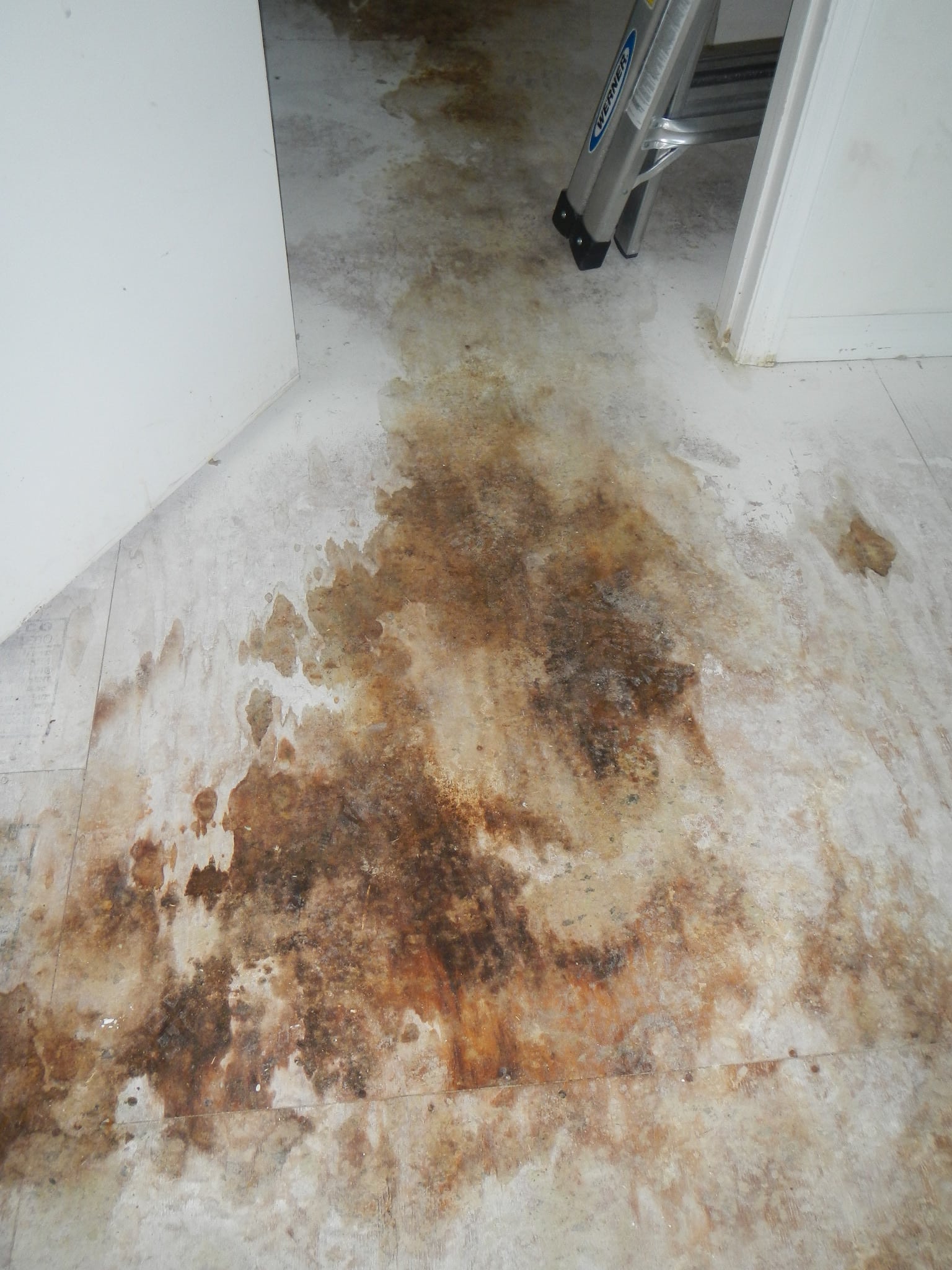 Mold Inspections: 3 Ways Mold Can Impact Property Value